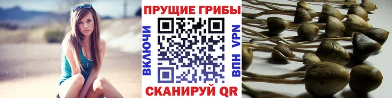 Псилоцибиновые грибы прущие грибы  Санкт-Петербург 